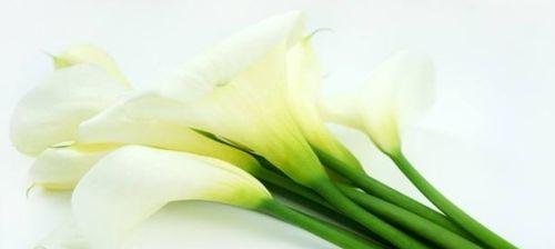 马蹄莲花语代表什么含义？如何解读马蹄莲的花语？