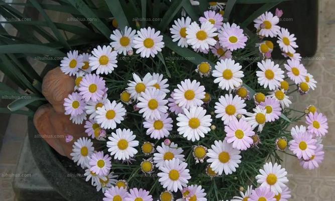 玛格丽特花象征着什么？它的花语有哪些含义？