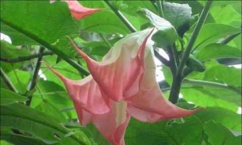 曼陀罗花代表什么？它的神秘传说有哪些？