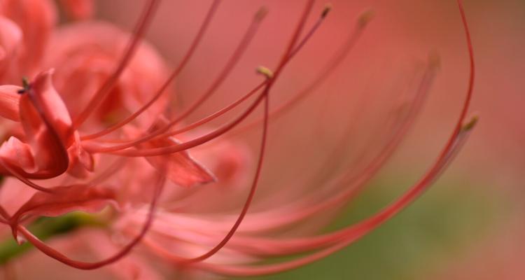 曼珠沙华的传说是什么？花语有哪些含义？