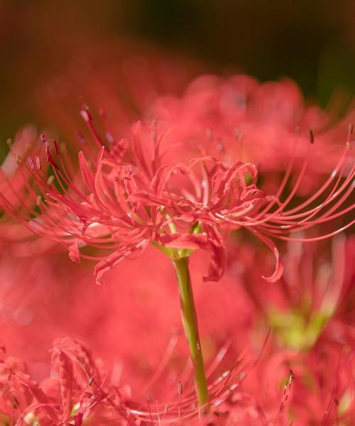 曼珠沙华的花语是什么？如何解读这种神秘花朵的含义？