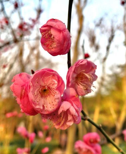 梅花花语象征意义是什么？梅花代表了哪些美好寓意？