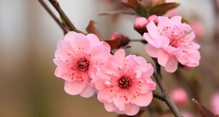 梅花象征什么品质？梅花的象征意义有哪些？