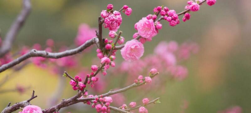 梅花象征什么品质？梅花的象征意义有哪些？