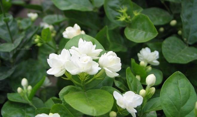 茉莉花的花语是什么意思？如何用茉莉花表达情感？