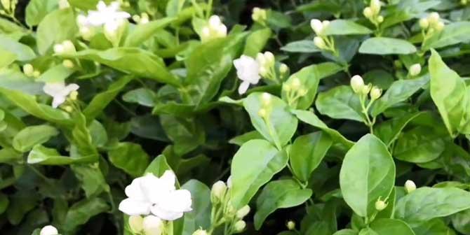 茉莉花的花语是什么意思？如何用茉莉花表达情感？