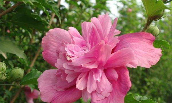 木槿花的寓意是什么？木槿象征着什么含义？