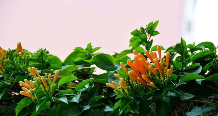 炮仗花的花语是什么？如何正确理解其含义？
