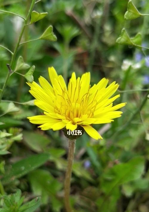 蒲公英的花语是什么？它象征着什么意义？