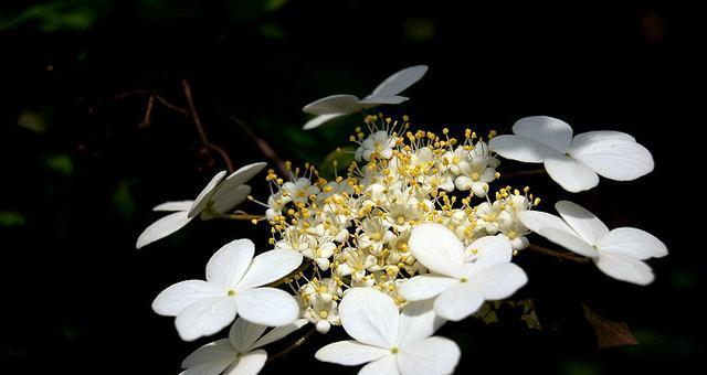 琼花花语是什么意思？琼花的象征意义有哪些？