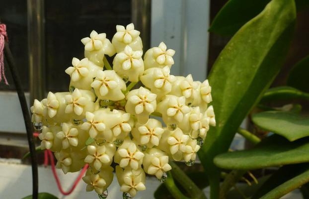 球兰花语是什么？如何正确解读球兰的花语含义？