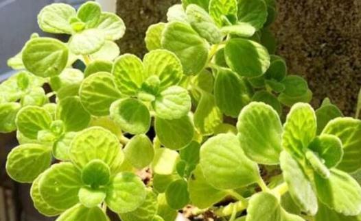 摸摸香怎么养才能更旺盛？有哪些技巧可以使其生长更茂盛？