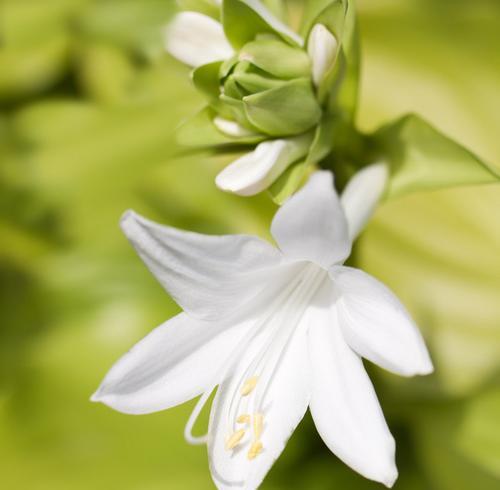 白百合花代表什么含义？白百合花的象征意义有哪些？