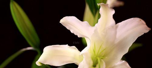 白百合花代表什么意思？如何正确理解其花语含义？