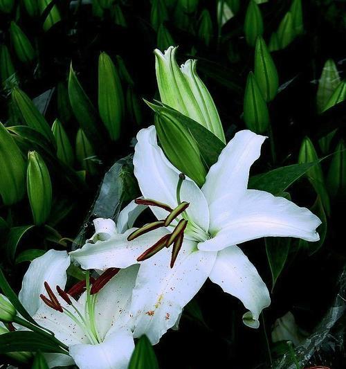 白百合花代表什么意思？如何正确理解其花语含义？