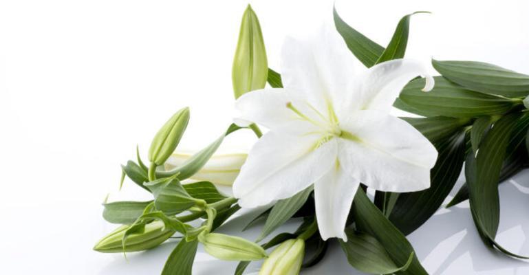  白百合花的花语有哪些含义？