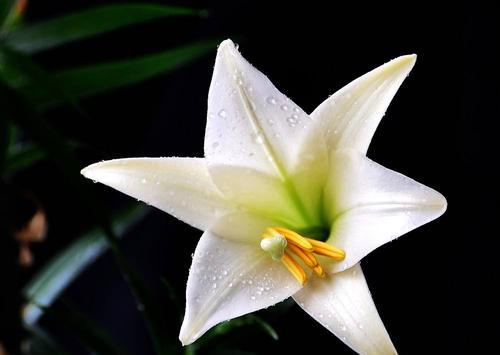  白百合花的花语有哪些含义？