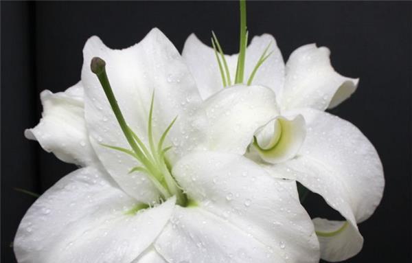 白百合花象征什么？白百合花的寓意有哪些常见问题？