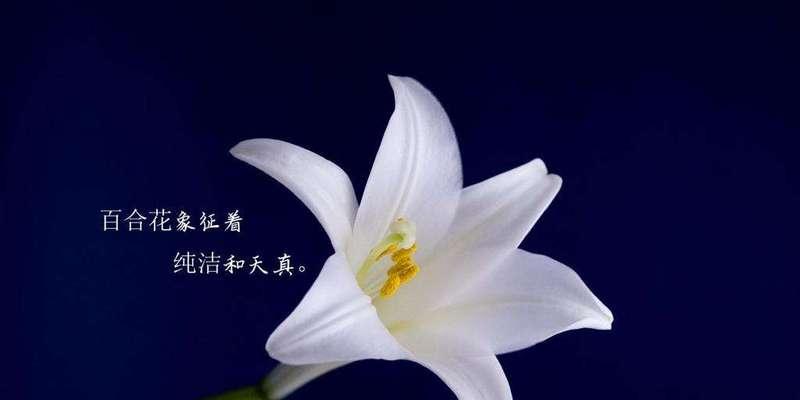 白百合花语是什么？关于白百合的传说有哪些？