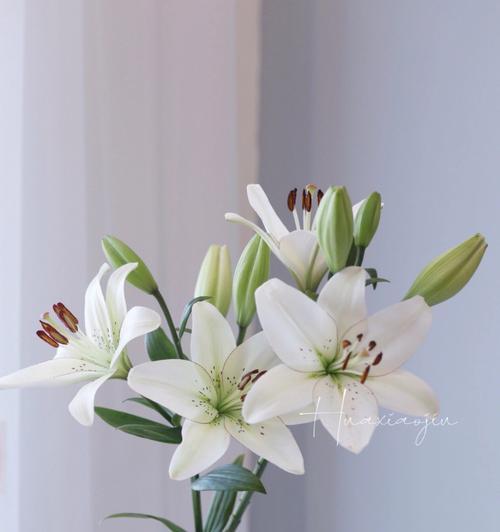 白百合花的寓意是什么？如何正确理解白百合花的象征意义？