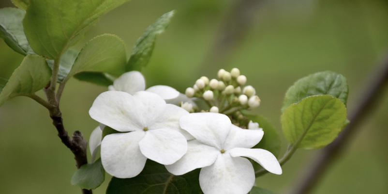 白琼花的花语是什么？白琼花代表了哪些含义？