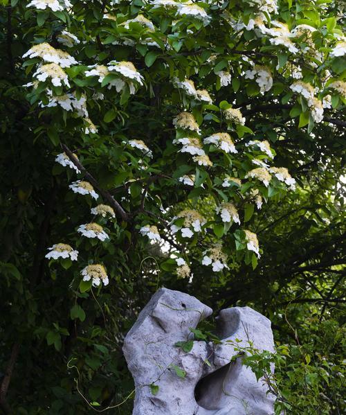 白琼花的花语是什么？白琼花代表了哪些含义？
