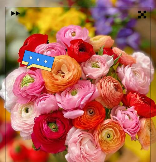洋牡丹花的花语有哪些？它在不同文化中代表什么？