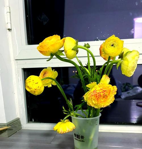 洋牡丹花的花语有哪些？它在不同文化中代表什么？