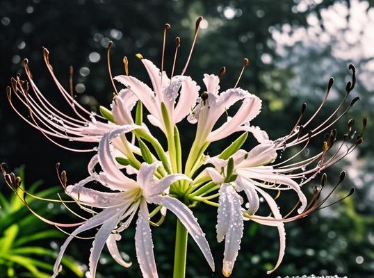 孤僻阴冷的花语代表了什么？