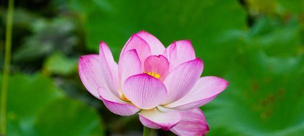 什么是半开莲花的花语和寓意？这种花有哪些特别的含义？