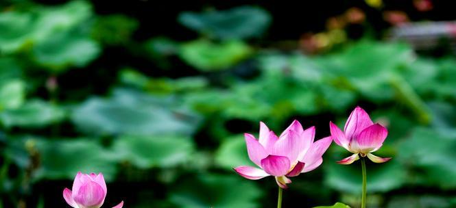 什么是半开莲花的花语和寓意？这种花有哪些特别的含义？