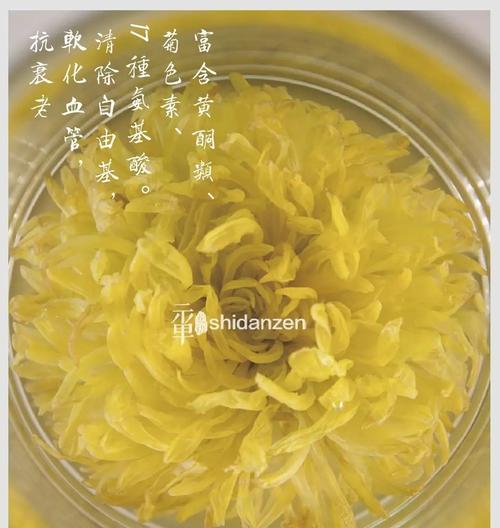 皇菊的花语具体是什么？
