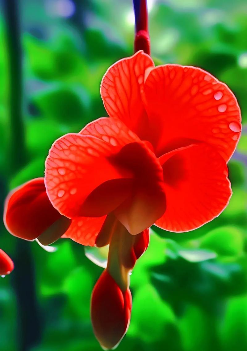 夜来香的花语是什么？这种花为何常在夜晚散发香气？