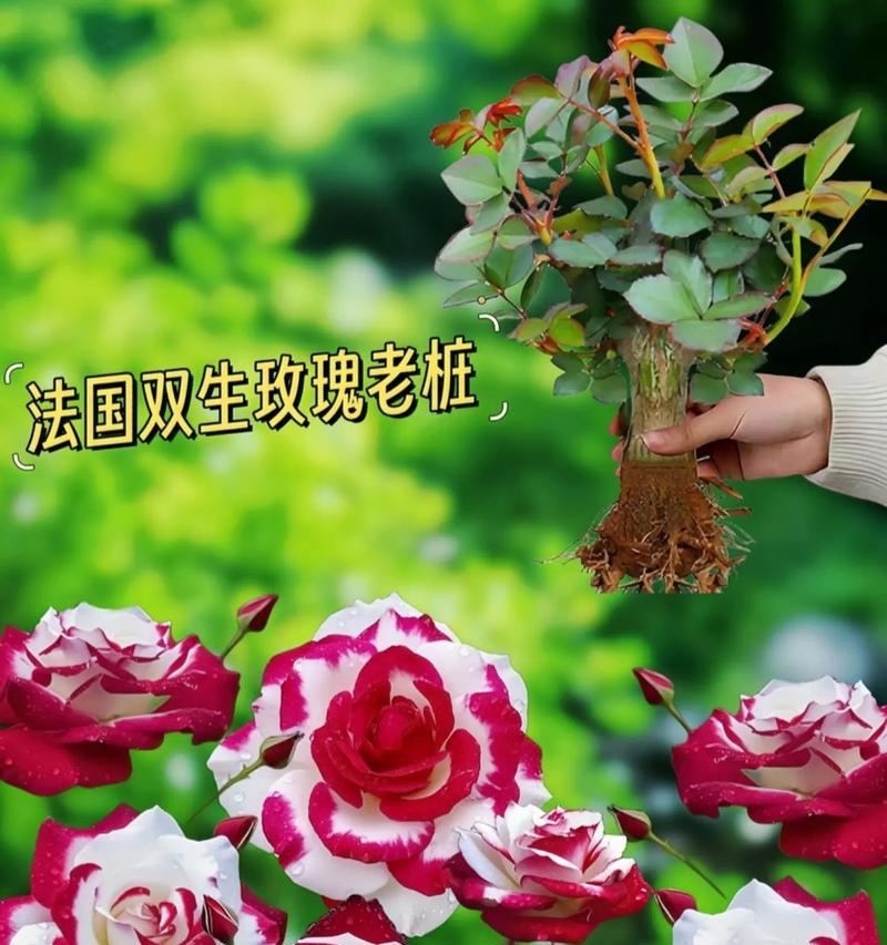 表达永不分离的花语有哪些？