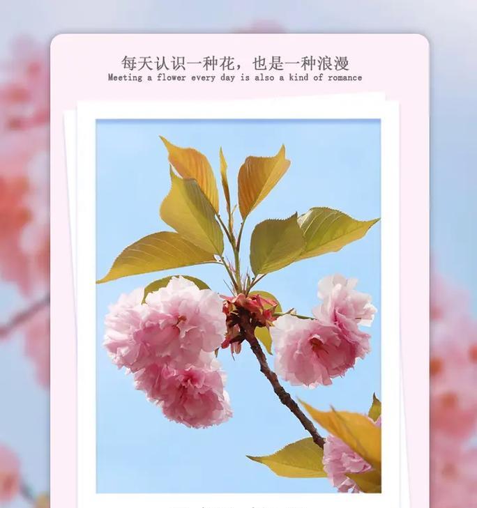 表达永不分离的花语有哪些？