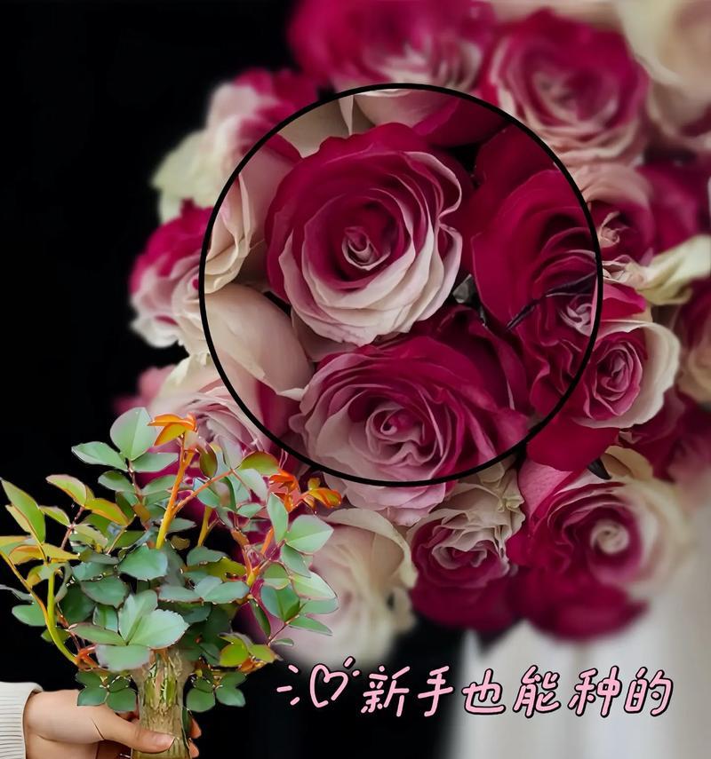 表达永不分离的花语有哪些？