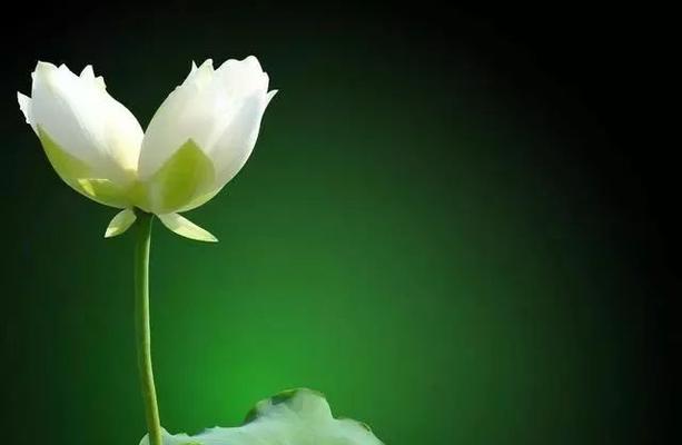 罪恶之花的花语和寓意是什么？