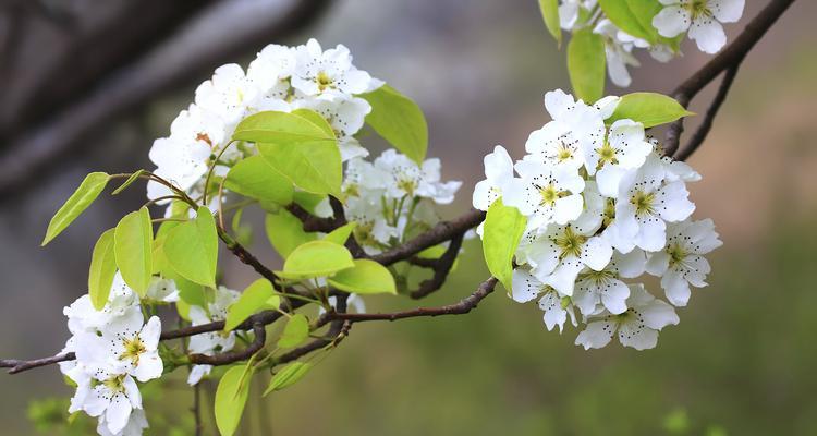 罪恶之花的花语和寓意是什么？