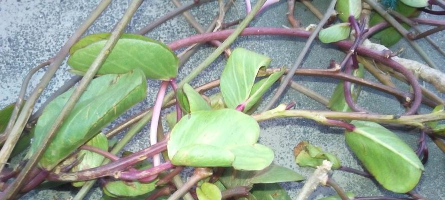 碗豆颠的花语代表什么？如何用它来表达情感？