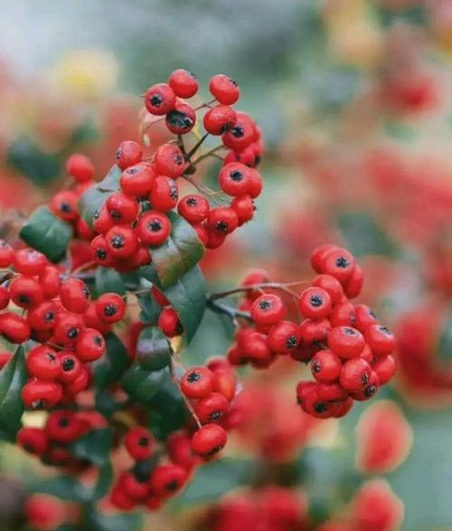 火棘插花的花语是什么？它在花语中代表了什么？