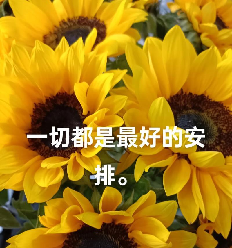 4月20的花语是什么？有哪些特别的含义？