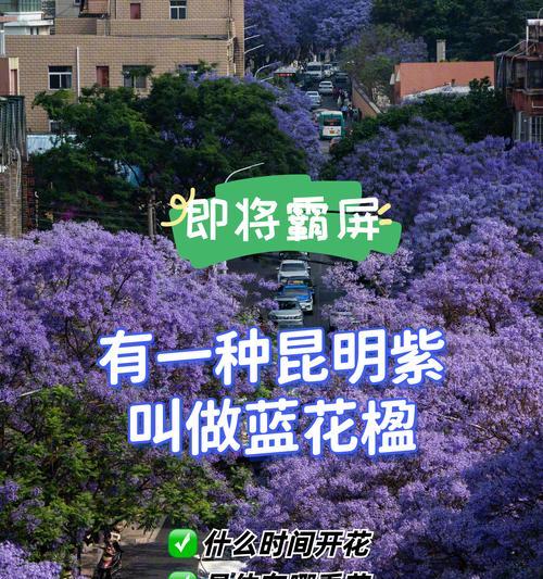 4月20的花语是什么？有哪些特别的含义？