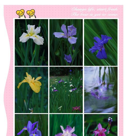 白色花语代表孤独的是哪种花？它有什么特别之处？