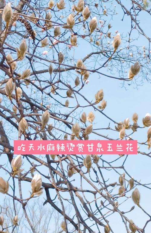 白色花语代表孤独的是哪种花？它有什么特别之处？