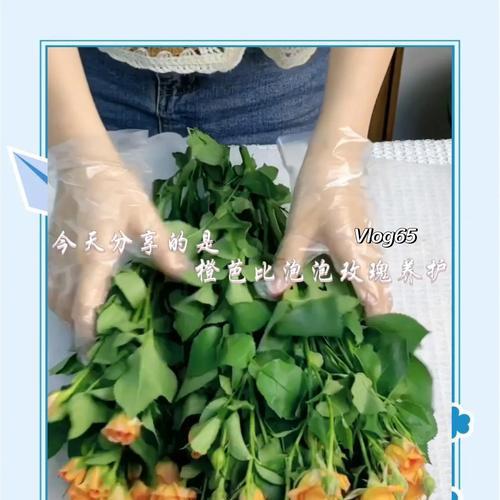 橙芭比玫瑰花的花语有何特别之处？
