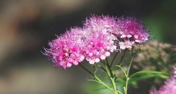 九重紫花语的含义是什么？