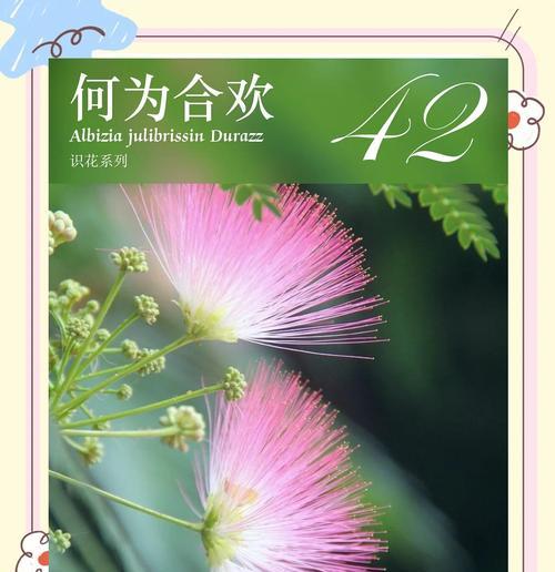 玫瑰花沐浴球的花语有何含义？
