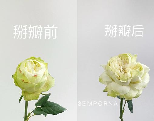 四根玫瑰花象征着什么？