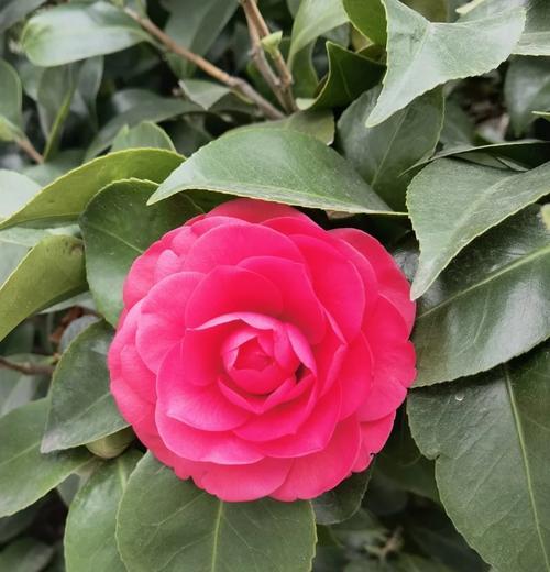 喜欢遮阳的花语是什么意思？这种花在花语中代表了什么？