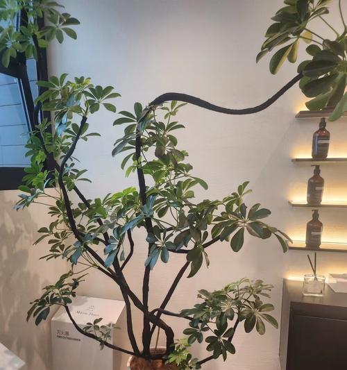 咖啡德玛花语有何含义？它代表了什么？
